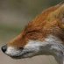 Fox (@c4rpel) Twitter profile photo Fox (@c4rpel) Twitter profile photo