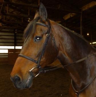 HorseNewbie's profile picture. I love horses, but I'm just a newbie. Join me on my journey into the world of horses and learn along with me.