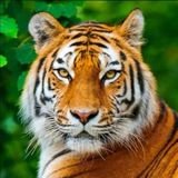 🇲🇽🌎Tomás Hugo Alonso Alonso 🌍🇲🇽 Tam., Méx. (@tomashugoalonso) 's Twitter Profile