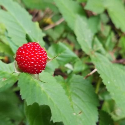 ミクシでは「和」でやってます♪
趣味は色々
ボカロ、園芸(熱帯果樹)、パワーストーン、アニメは浅く広く、ゲーム(聖剣伝説・エースコンバット・FGO・アイギス・黒ウィズ)、アケゲー(ノスタルジア・チュウニ)
面識ない方とは基本フォロバしないので悪しからず