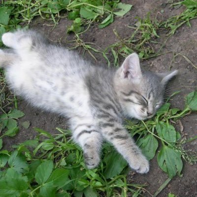 a_florilegium's profile picture. a gathering of flowers. quotes are pulled directly from the shoebox under my bed, posts hourly. (created by @pricemess. dm with cute animal pics.)