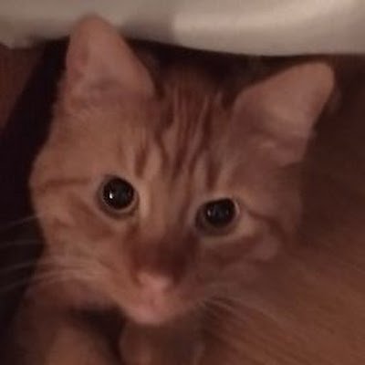 KrazyKitten428's profile picture. I love my cats, Queen and Bret Michaels