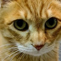 ステラおじさん (@ts53up) 's Twitter Profile