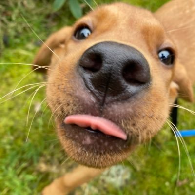 StillForY's profile picture. The German