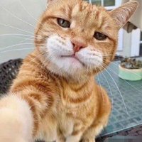 White Noise (@whitenoiseow) 's Twitter Profile