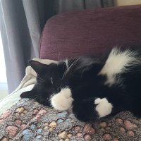 RIP MrSox 🌈(@MrSox16) 's Twitter Profile Photo