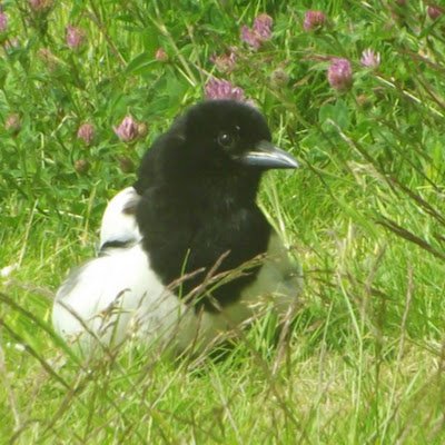 Birdwatching animal lover, environmentally- conscious, left- handed left- winger, supporting Scottish independence.

RT not always an endorsement.