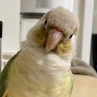 ウロコインコのナッツ(2021.2.2生まれ 3/14〜♀)