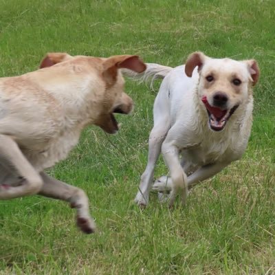 janemor50334582's profile picture. Dogs. #PUFC