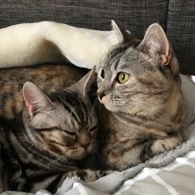 短足マンチカンのらて♀とアメショのもか♂の猫2匹🐈と暮らしてます。 ゲームと猫ツイートメイン