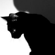 ChoAeさんのプロフィール画像