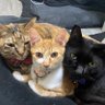 ss19881202's profile picture. 猫のめん［旧名みかん］かみやなると［旧名ちびちびかみや］の父ちゃんです(・∀・) 保護猫カフェけやきさんから二匹の里親になりました(⌒▽⌒) ニャンクルーさん主催の譲渡会でしな［旧名タク］の里親に(^^)父ちゃん目線からツィートします(´・∀・｀)4t車で全国色々走っております😊