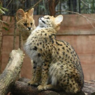 bukkomiTAKUchan's profile picture. 