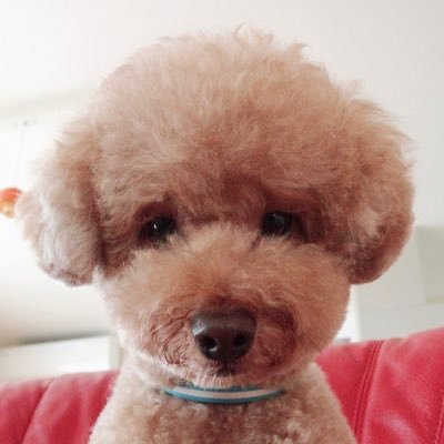 heporonseizin's profile picture. 創作とゲーム(刀剣乱舞、モンハン、ドラクエ、あつ森、サイレントヒル、バイオ、ゼルダ)と2.5次元(特に刀ミュ)と滝澤諒くんが好き。 審神者歴6年目に突入。トイプードル♂飼ってます。minneでアクセサリー販売中。https://t.co/aZF6Dnsg3o 🍀フォロバも無言フォローも大歓迎です🎶