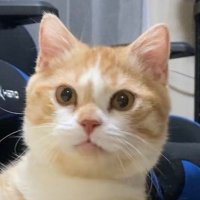 虎太郎(4歳) (@kotaro_0315) 's Twitter Profile
