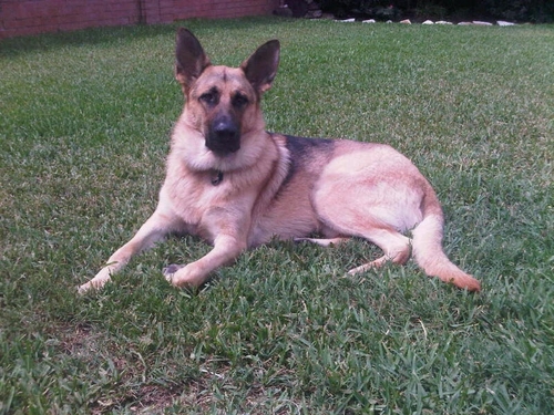 DavidAGreer's profile picture. learning, getting better, Broncos.