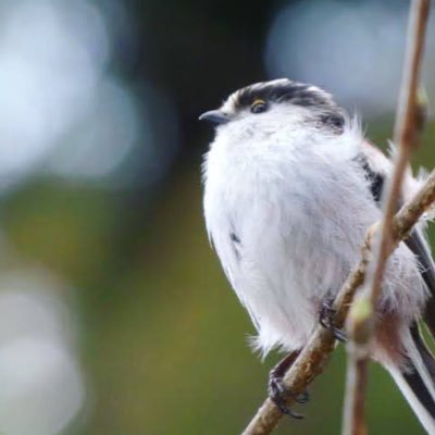 社会人1年目のバーダーです。/I’m into taking pictures of birds / 主な探鳥地は関東。もともとは仙台/ 愛用機:d7200/af-p 70-300 / 趣味:野鳥観察、エレカシ / 2021.10 から