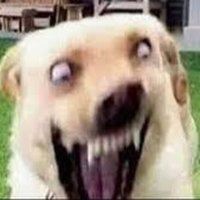 Erick the memelord (@ecchihunter04) 's Twitter Profile