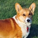 Former shelter supporting animals rescue.
friendly places. & corgipup Herding experts
Sibling to fellow rescue stellar. produ members of #CorgiCrew #Corgipup ❤