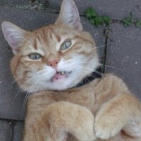 Ginger Cat(@RandomGingerCat) 's Twitter Profile Photo