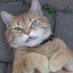 Ginger Cat (@randomgingercat) Twitter profile photo Ginger Cat (@randomgingercat) Twitter profile photo