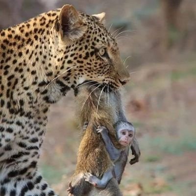 isaonyango's profile picture. Responsible Citizen, Meaning well citizen, Pro nature.