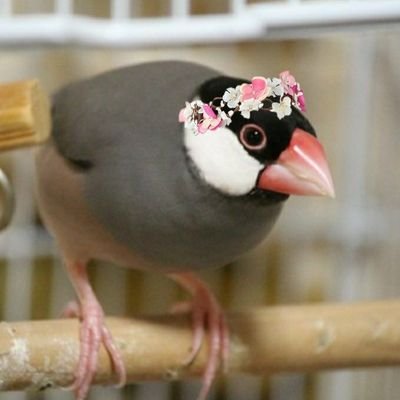 3羽の文鳥と2羽のヒメウズラ、金魚2尾、マリモ、サボテンと暮らしてます🐥
我が子達▷▶︎▷▶︎
9歳のパイドのペロ🍀、5歳の白文鳥の八重🌸、5歳のノーマル文鳥の椿🌺、みんな女の子！
ヒメウズラのあさりとしめじ🦃
ゴールデンハムスターの伊達巻 12月19日虹の橋へ