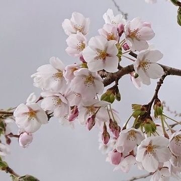 海外🇨🇦で暮らして日本の良さを再認識！歴史ある日本の文化、武士道を誇りに思います。今の日本の現状が心配です😢だめなものはだめだとしっかり言える社会に！！無言フォロー失礼します  〜ꈍ◡ꈍ♡🇯🇵人生初めて党員になりました✨126◊◊◊特別党員
ヘッダーは4/27の富岡八幡宮