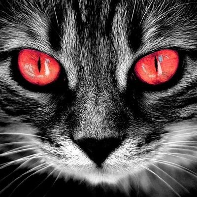 TheWeirdCat2005's profile picture. A very curious 20 year old