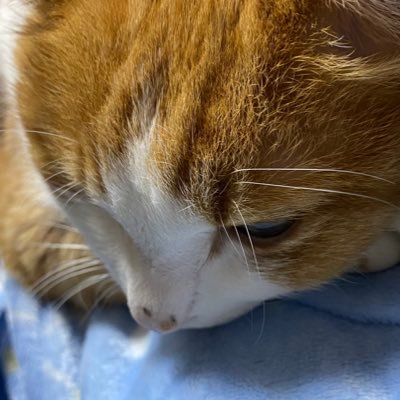 あるもじろさんのプロフィール画像