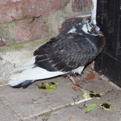 chronosensitive's profile picture. I have a hard time taking photos of things because they change too quickly