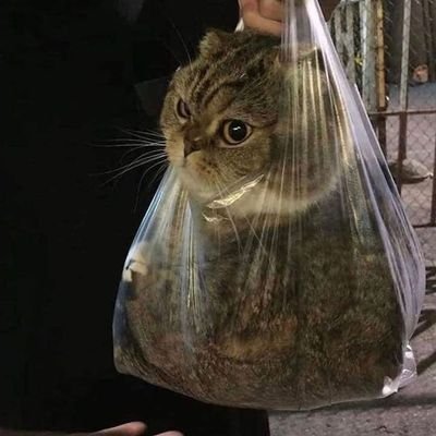 lu_xchan's profile picture. 