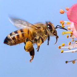 Las #abejas no solo hacen miel, hacen algo mucho más importante para el planeta tierra: POLINIZAR