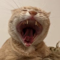 onda_nista (@onda_nista) 's Twitter Profile
