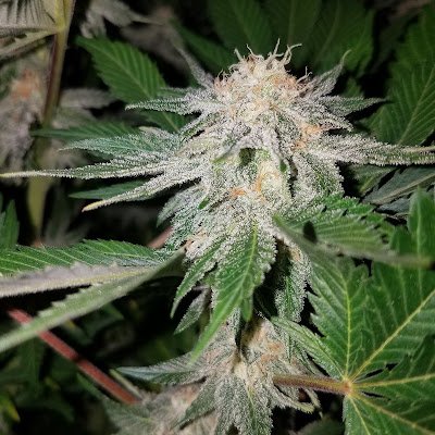 dabbah710's profile picture. 