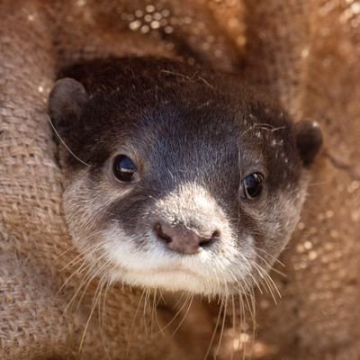 かわいい動物が大好き！アラフォー♂既婚 カルガモ親子、コツメカワウソを主に追っかけています カルガモ・コツメ愛は誰にも負けません！ アイコンは大好きだったコツメカワウソの健くん（R4.3.14永眠）です Nikon愛用者 使用ボディはZ 9、Z 8、Z 30 早大卒・役所勤め サッカー好き！無言フォロー大歓迎！