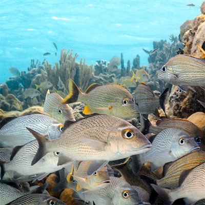 A new documentary that follows a multigenerational group of inspiring women leaders striving to protect the world’s second largest coral reef system.