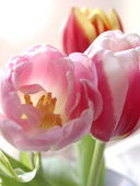 ninjapikapika's profile picture. 最近３０年ぶりにエレクトーンを習い始めました。何かアドバイスをお願いします。