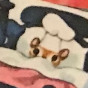 KSSandtell's profile picture. the s stands for soup