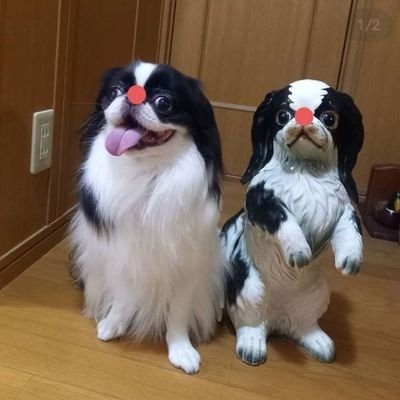 犬の龍太郎家族と同居中です