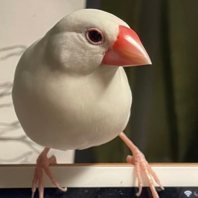 なべしきさんさんのプロフィール画像