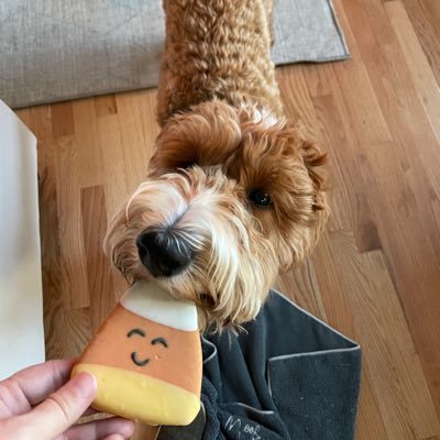 somajo1111's profile picture. 🌺🌼🌺🌼🌺🌼🌺🌼🌺🌼🌺🌼🌺🌼🌺🌼🌺🌼🌺🌼🌺