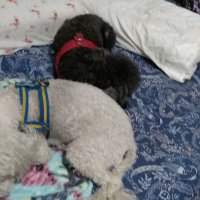 Teresa A Galarza (@atag0815) 's Twitter Profile