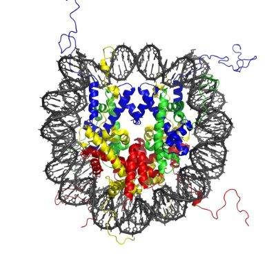 we study cellular identity, chromatin, epigenetic memory, and cancer at upenn.