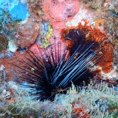 Daniel and Caitlin's diving adventures around Florida.

One thing we love is identifying the different critters. If we misidentified one, please let us know.