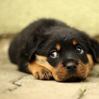 7akemi2's profile picture. 🦊