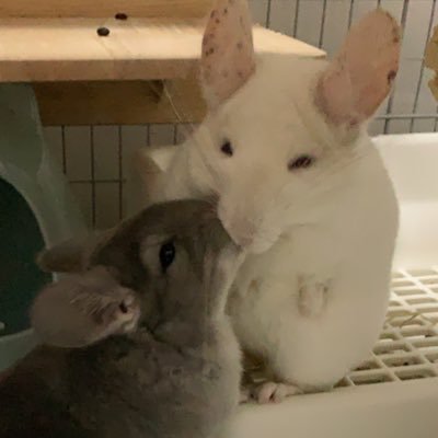 小動物と爬虫類飼ってます◡̈♥︎いいね&無言フォロー失礼します!夫@yappiiii_pe、LINEスタンプ→ https://t.co/WBvWAk7gGa