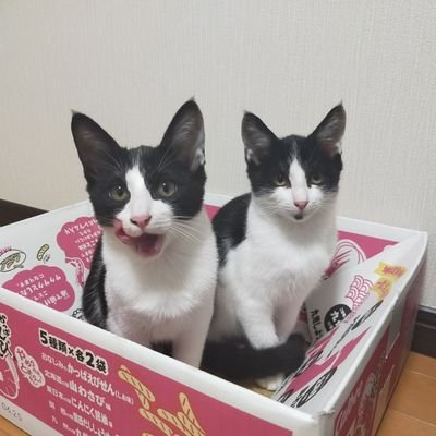 hogoneko2hachi's profile picture. 猫を新しく迎えに保護センターに行ったら、引っ付いて離れない兄弟猫に一目惚れ。連れて帰ってきて一生懸命にお世話します。
♂キリあごに模様無し怖がり　甘えた
♀シラあごに模様ありやんちゃ甘えた

youtube少しずつやっていこうと思います。よかったら見てやってください。