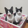 hogoneko2hachi's profile picture. 猫を新しく迎えに保護センターに行ったら、引っ付いて離れない兄弟猫に一目惚れ。連れて帰ってきて一生懸命にお世話します。
♂キリあごに模様無し怖がり　甘えた
♀シラあごに模様ありやんちゃ甘えた

youtube少しずつやっていこうと思います。よかったら見てやってください。