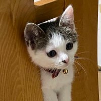 みるくここあきゃらめる (@chibii_milk) 's Twitter Profile Photo みるくここあきゃらめる (@chibii_milk) 's Twitter Profile Photo